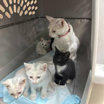 Luna -  Domestic Short Hair Cat for Adoption in Corpus Christi, Texas - Luna | PetCurious