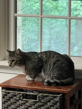 Clancy -  Domestic Short Hair Cat for Adoption in Harrisburg, Pennsylvania - Clancy | PetCurious