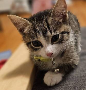 Cerulean Sea: Phee -  Tabby Cat for Adoption - Cerulean Sea: Phee | PetCurious
