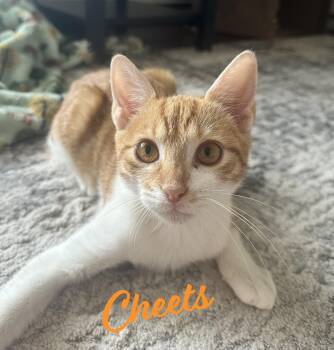 Rescue Tabby Cats for Adoption in Houston, Texas - Cheets #bonded-to-Cheeto | PetCurious