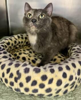 Rescue Domestic Short Hair Cats for Adoption in Homer, Alaska - Elma | PetCurious
