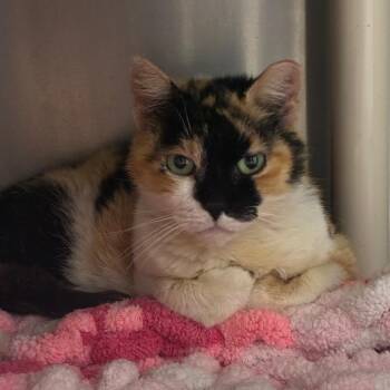 Mona Lisa -  Domestic Short Hair Cat for Adoption in Marshall, Virginia - Mona Lisa | PetCurious