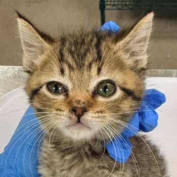 Queenie -  Domestic Short Hair Cat for Adoption in Las Cruces, New Mexico - Queenie | PetCurious