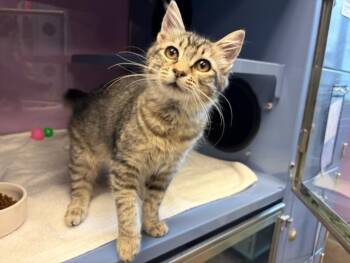CORRINNE* -  Domestic Medium Hair Cat for Adoption in Santa Cruz, California - CORRINNE* | PetCurious