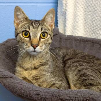 Treat -  Domestic Short Hair Cat for Adoption in Lowell, Arkansas - Treat | PetCurious