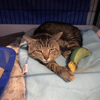 Domestic Short Hair Cats Available for Adoption - Aidan | PetCurious