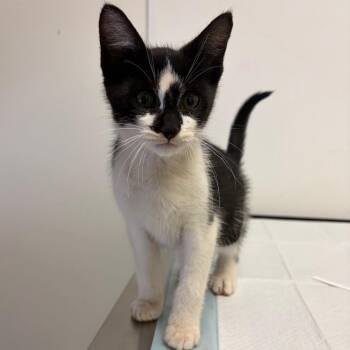 Rebel -  Domestic Short Hair Cat for Adoption in Nashville, Tennessee - Rebel | PetCurious