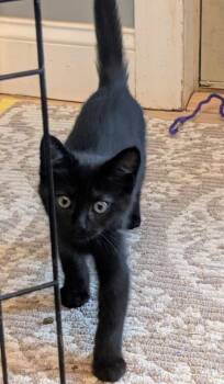 Cilantro -  Domestic Short Hair Cat for Adoption in Dayton, Ohio - Cilantro | PetCurious