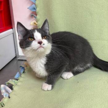 Stella -  Domestic Short Hair Cat for Adoption in Waterloo, Iowa - Stella | PetCurious