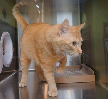 Domestic Short Hair Cats Available for Adoption in Sioux City, Iowa - Cheeto Puffs | PetCurious