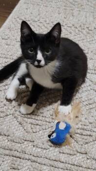 Rescue Domestic Short Hair Cats for Adoption in Springfield, Oregon - Fig | PetCurious