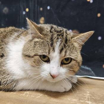 Domestic Short Hair Cats Available for Adoption - Pikachu | PetCurious