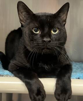 Marvin -  Domestic Short Hair Cat for Adoption in Johnston, Rhode Island - Marvin | PetCurious