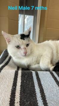 Domestic Short Hair Cats Available for Adoption - Neil | PetCurious