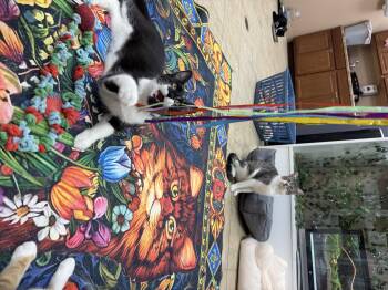 Domestic Short Hair Cats Available for Adoption in Greece, New York - Pixie | PetCurious