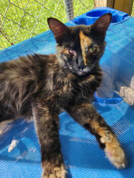 Rescue Domestic Short Hair Cats for Adoption in Crossville, Tennessee - Antoinette | PetCurious