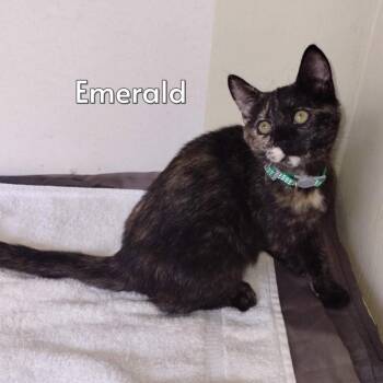 Emerald (Courtesy Posting) -  Tortoiseshell and Domestic Short Hair Cat for Adoption in Hermosa Beach, California - Emerald (Courtesy Posting) | PetCurious