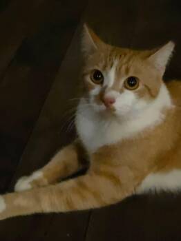 Tigress -  Domestic Short Hair Cat for Adoption in Bellmawr, New Jersey - Tigress | PetCurious