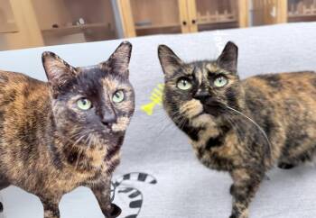 Rescue Domestic Short Hair Cats for Adoption in Philadelphia, Pennsylvania - Comet And Spice | PetCurious