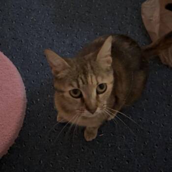 Shrimp Scampi -  Domestic Short Hair Cat for Adoption in Cumming, Georgia - Shrimp Scampi | PetCurious