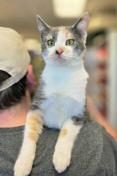 Dilute Calico Cats Available for Adoption - Ashley | PetCurious