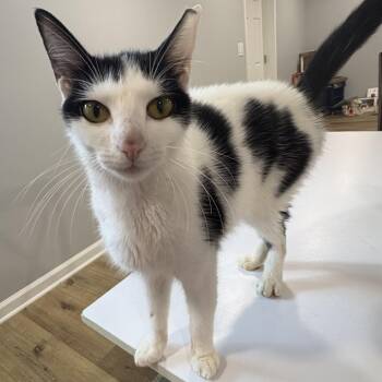 Rory -  Domestic Short Hair Cat for Adoption in Cumming, Georgia - Rory | PetCurious