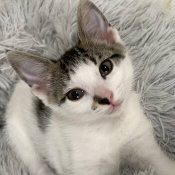 Pixie -  Domestic Short Hair Cat for Adoption in Franklin, Tennessee - Pixie | PetCurious