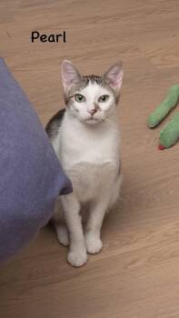Pearl (Porch Kitty Litter) -  Domestic Short Hair Cat for Adoption in Telford, Pennsylvania - Pearl (Porch Kitty Litter) | PetCurious