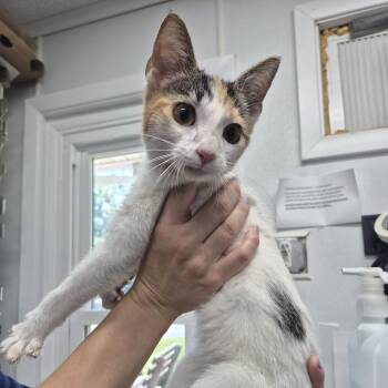Sunday Sauce -  Domestic Short Hair Cat for Adoption in Newark, New Jersey - Sunday Sauce | PetCurious