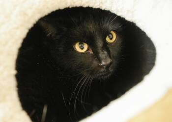 Domestic Short Hair Cats Available for Adoption - Hank | PetCurious
