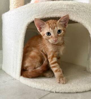 Arlo -  Domestic Short Hair Cat for Adoption in San Antonio, Texas - Arlo | PetCurious