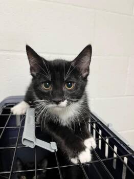 Brennan -  Domestic Short Hair Cat for Adoption in Troy, Ohio - Brennan | PetCurious