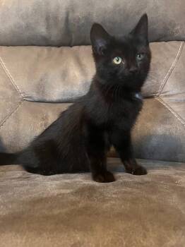Graham -  Domestic Short Hair Cat for Adoption in Rochester, Indiana - Graham | PetCurious