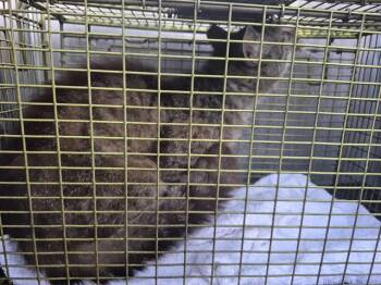 Domestic Short Hair Cats Available for Adoption in San Antonio, Texas - A805048 | PetCurious