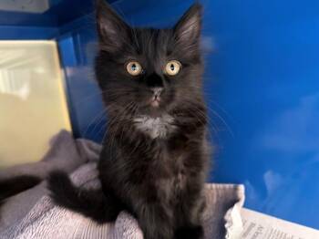 Domestic Medium Hair Cats Available for Adoption in Santa Rosa, California - SABOT | PetCurious