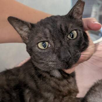 Poseidon -  Domestic Short Hair Cat for Adoption in Buchanan Dam, Texas - Poseidon | PetCurious