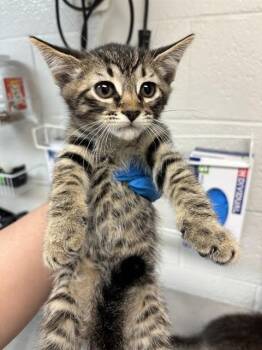 Domestic Short Hair Cats Available for Adoption in Oklahoma City, Oklahoma - CANTALOUPE | PetCurious