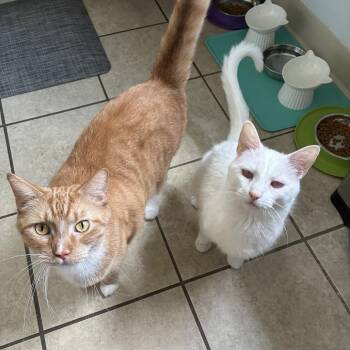 Waffles -  Domestic Short Hair Cat for Adoption in Gibsonia, Pennsylvania - Waffles | PetCurious