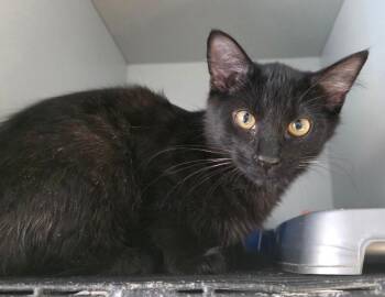 Rescue Domestic Short Hair Cats for Adoption in Zimmerman, Minnesota - Midnight | PetCurious