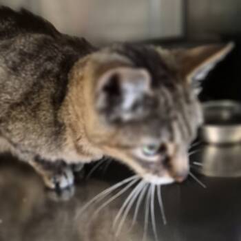 Rescue Domestic Short Hair Cats for Adoption in Fort Bragg, California - Lil Cat | PetCurious