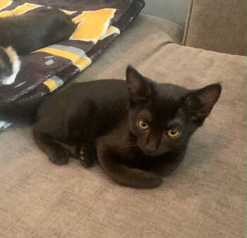 Johnny -  Domestic Short Hair Cat for Adoption in Los Angeles, California - Johnny | PetCurious