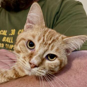 Rescue Domestic Short Hair Cats for Adoption in Akron, Ohio - Bill | PetCurious