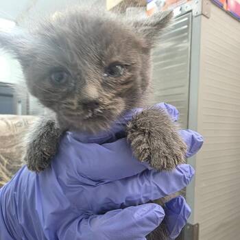 Kool-aid -  Domestic Short Hair Cat for Adoption in Clanton, Alabama - Kool-aid | PetCurious