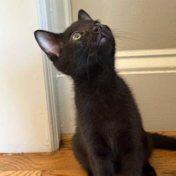 Sarah -  Domestic Short Hair Cat for Adoption in Cumming, Georgia - Sarah | PetCurious