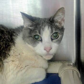 Domestic Short Hair Cats Available for Adoption in Pensacola, Florida - MAPS | PetCurious