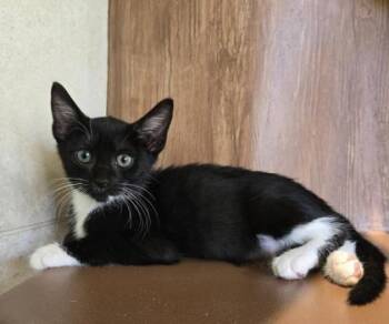 Moth Ball -  Domestic Short Hair Cat for Adoption in Honolulu, Hawaii - Moth Ball | PetCurious