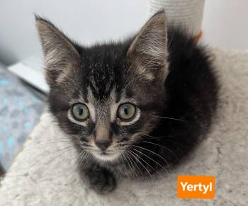 Yertyl (other siblings are Gertrude & Thickelbaum) -  Tabby Cat for Adoption in Brighton, Michigan - Yertyl (other Siblings Are Gertrude & Thickelbaum) | PetCurious