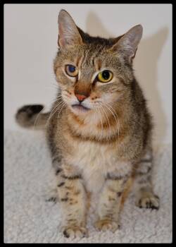 Ellis A061249 -  Domestic Short Hair Cat for Adoption in San Andreas, California - Ellis A061249 | PetCurious