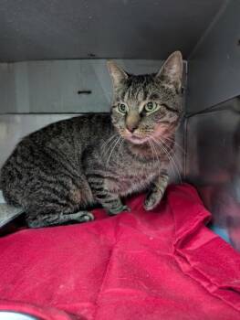 Frontporch25 -  Domestic Short Hair Cat for Adoption in Simcoe, Ontario - Frontporch25 | PetCurious