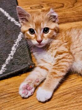 Karl -  Domestic Short Hair Cat for Adoption in Bethel, Ohio - Karl | PetCurious